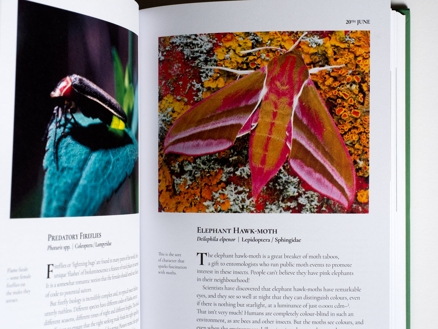 LIBRO - AN INSECT A DAY
