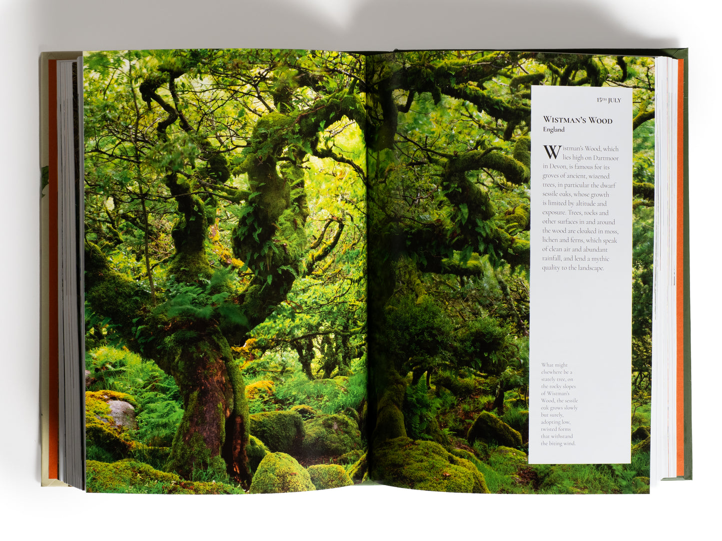 LIBRO - A TREE A DAY